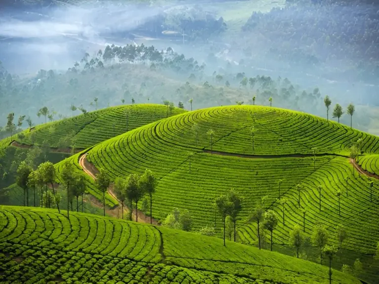 Kerala Tea Plantation